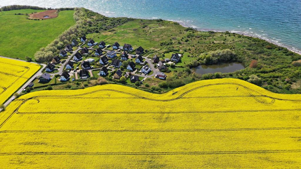 an aerial view of a yellow field next to the ocean at Seestern in Dranske
