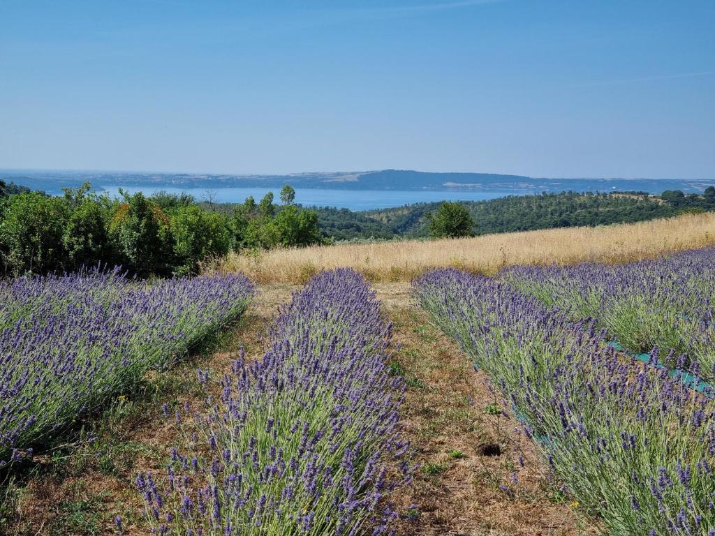 a field of purple lavender in a field at Borgo del Mastro è la vostra vacanza bucolica! in Trevignano Romano