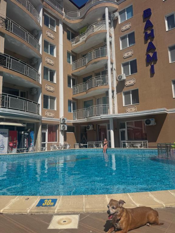 a dog laying in the swimming pool of a hotel at SUNRISE Suites BAHAMI in Sunny Beach
