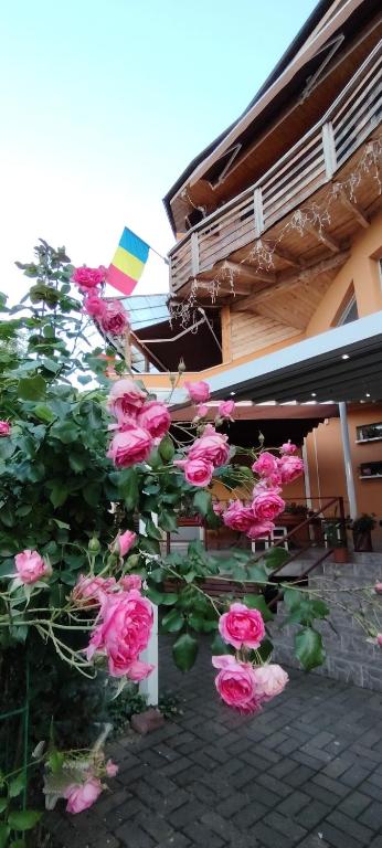 a bunch of pink roses growing next to a building at Casa Tudor Turda in Turda