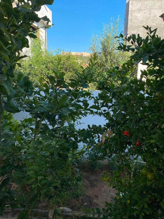 a tree with fruits on it in a garden at Villa CULUPIA in Kelibia
