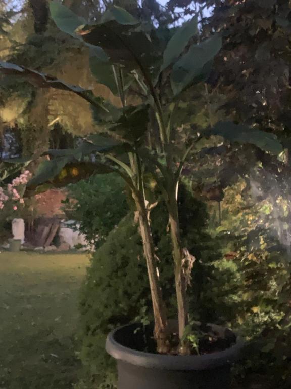 a painting of a tree in a pot at L Orée du Bois in Agnetz