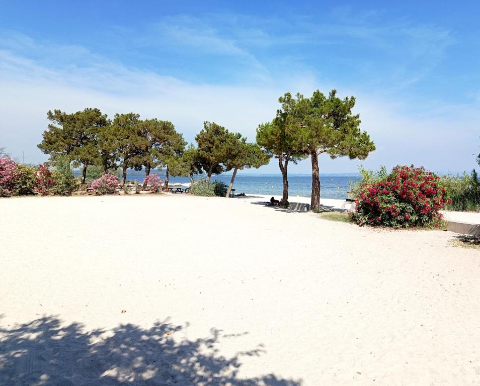 a group of trees on a beach with the ocean at Studio Istres in Istres