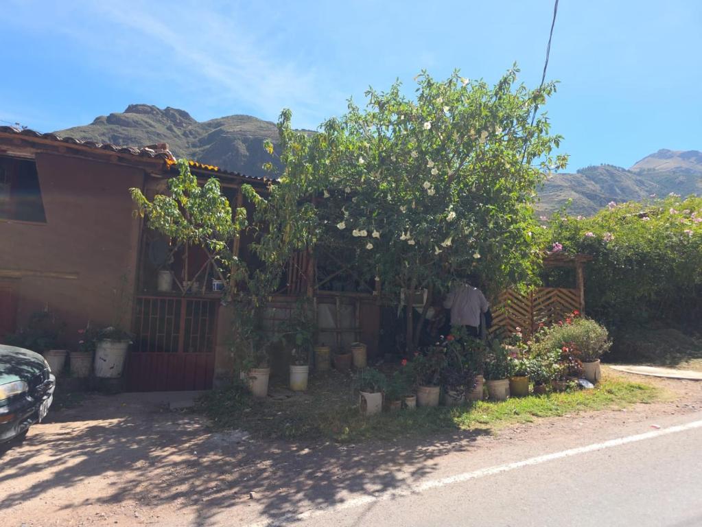 a house with trees and potted plants on a street at Pisac cosmic in Pisac