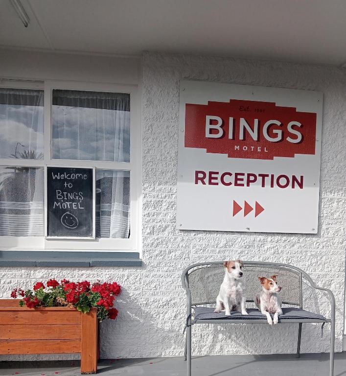 two dogs sitting on a chair in front of a building at Bings Motel in Blenheim