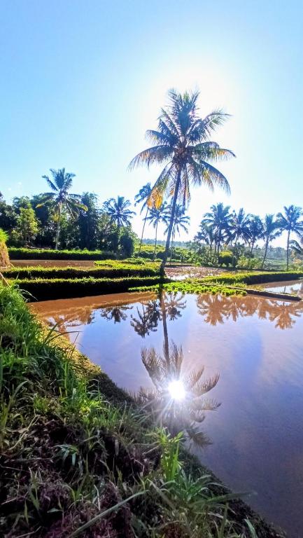a palm tree reflected in a puddle of water at Bunga Maliq Bungalow Lombok in Tetebatu