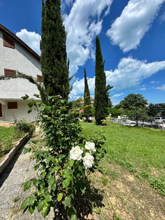 a bush with white roses in a yard with trees at Orpheus Hotel in Varna City
