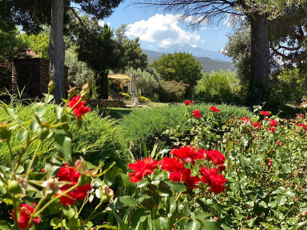 a garden with red flowers in a park at "MAS TRAMONTANE" Maison et Chambres d'hôtes avec vue sur le massif d'El Canigó in Ille-sur-Têt