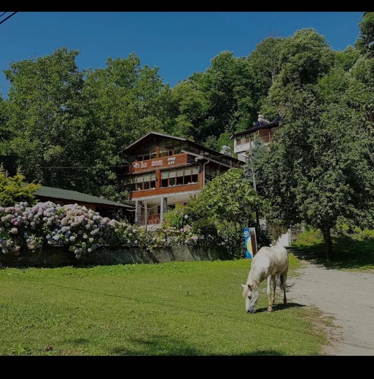 a horse grazing in the grass in front of a house at Özde Dağ Evi in Sapanca