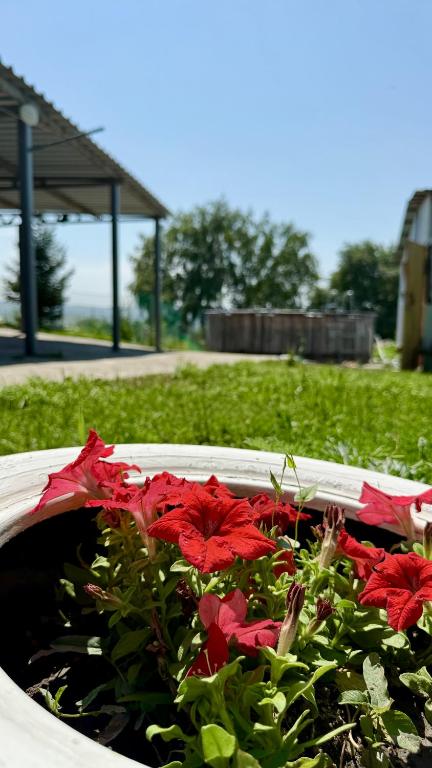 a planter filled with red flowers in a field at House on the mountain in Ustʼ-Kamenogorsk