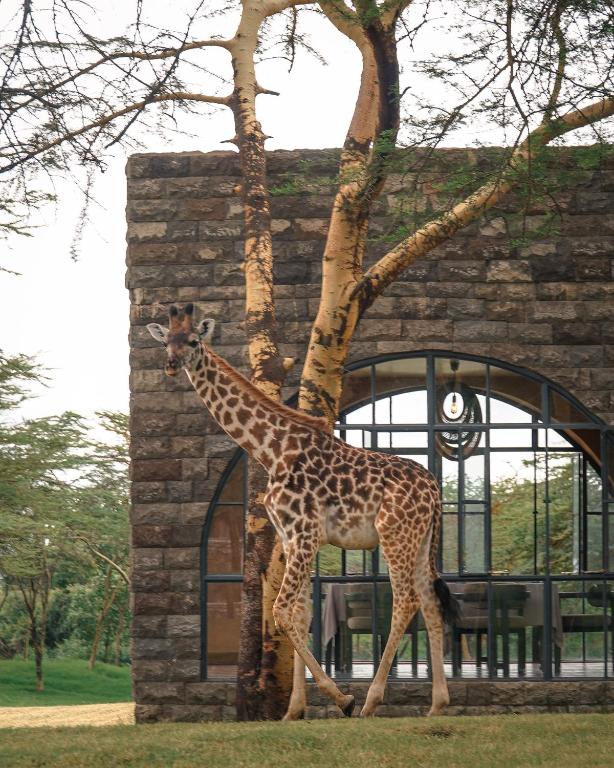 a giraffe standing next to a tree in front of a building at Giraffe Manor Tanzania in Usa
