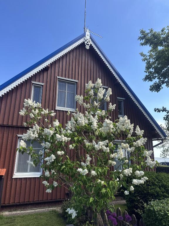 a house with a flowering tree in front of it at Neringarent Apartamentai in Juodkrantė