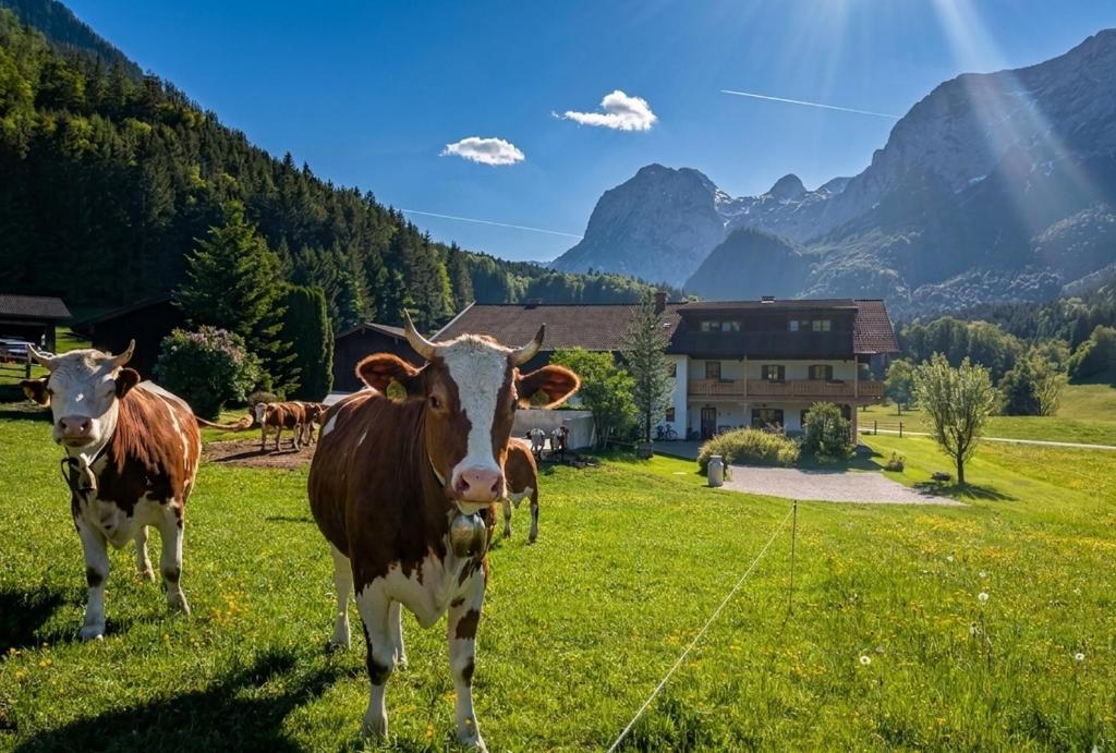 a group of cows standing in a field of grass at Bergbauernhof Klauslehen in Ramsau