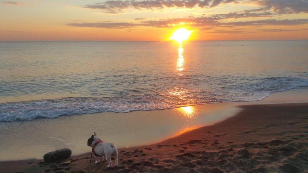 a horse standing on the beach watching the sunset at Al Duca 165 in Ladispoli