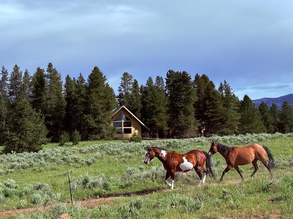 two horses running in a field in front of a house at Kantada in the Trees in Island Park