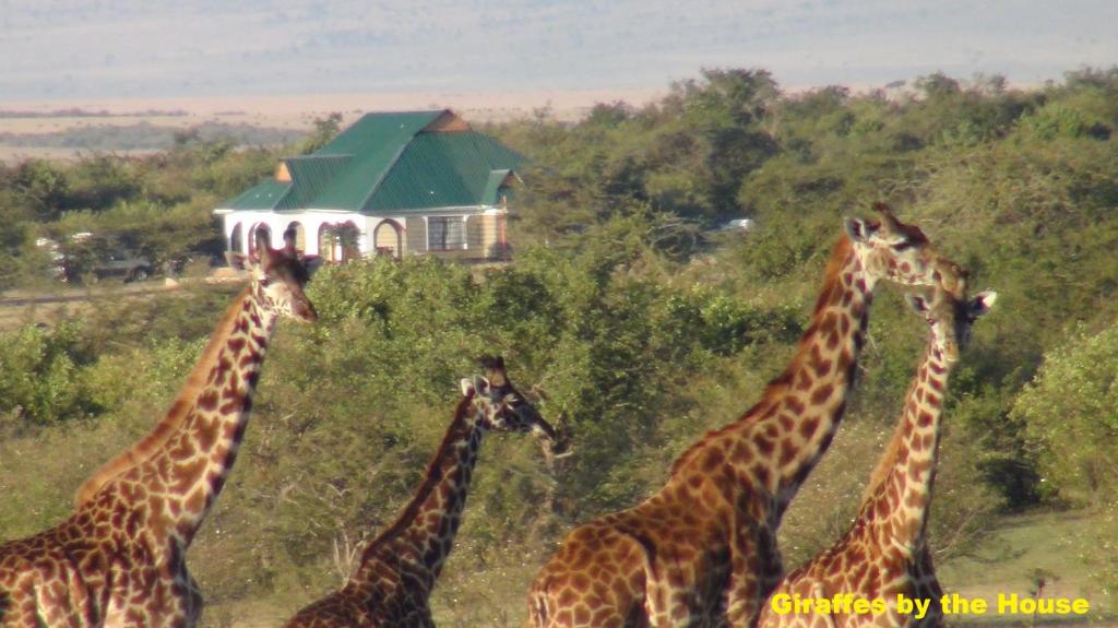 un groupe de girafes debout devant une maison dans l'établissement Narasha Homestay - Maasai Mara, à Talek