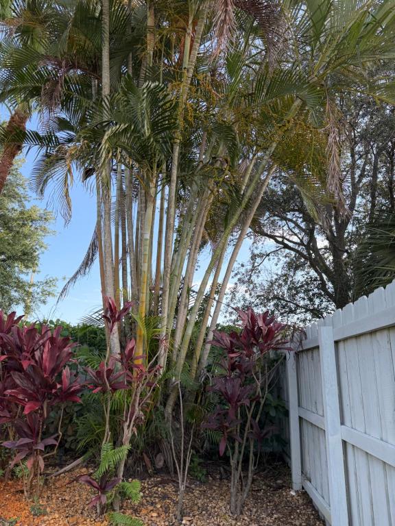 a fence with palm trees behind a white fence at Regiane Residence in Wellington