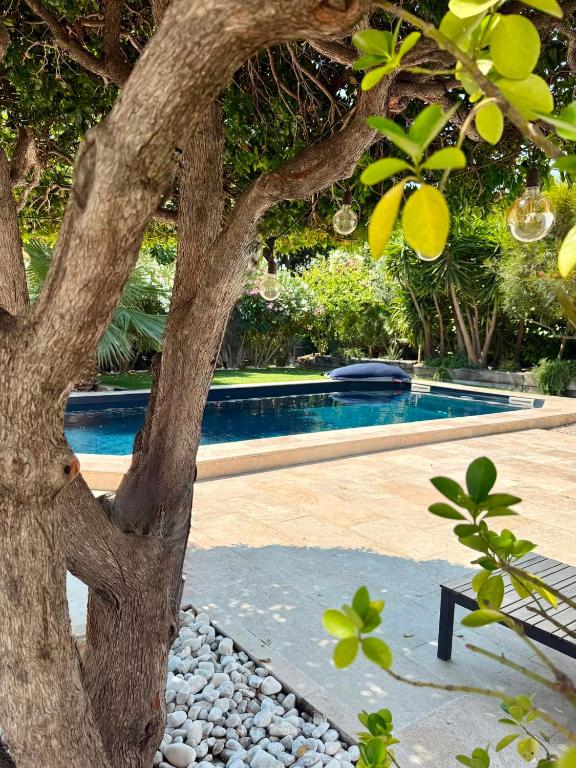 a tree next to a swimming pool in a yard at L'arbousier in Cassis