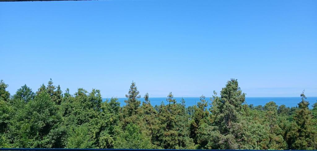 a group of trees with the ocean in the background at Nice Hotel in Buknari