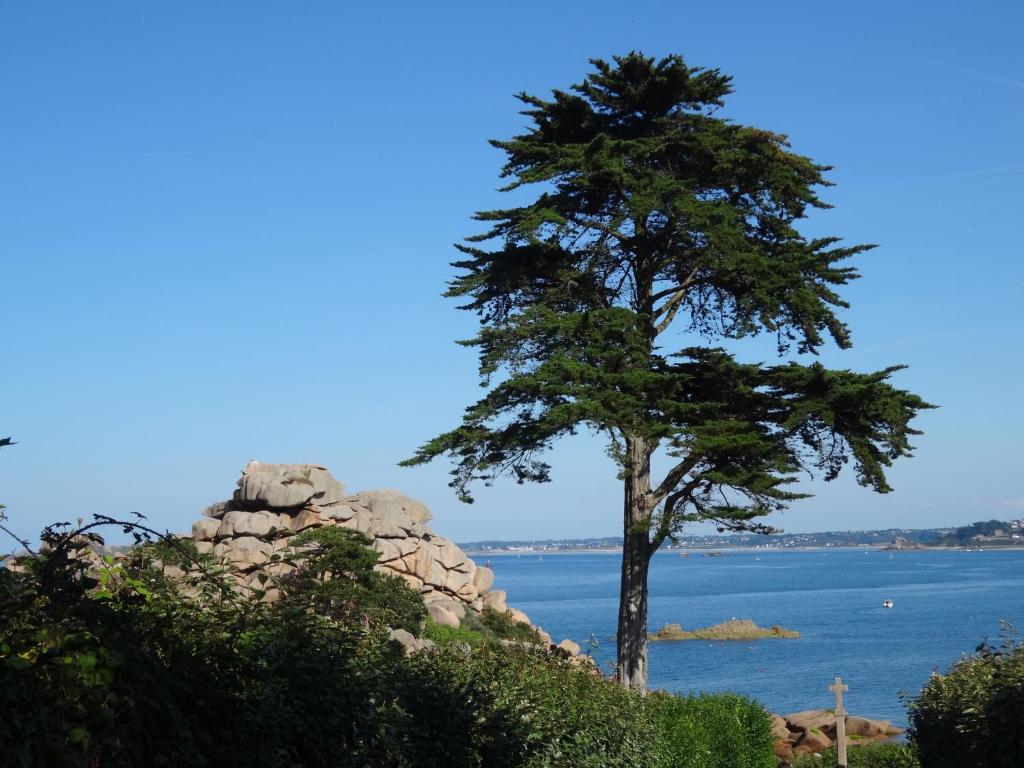 a tree sitting on top of a pile of rocks at Ty-Aganisia Breizh in Perros-Guirec