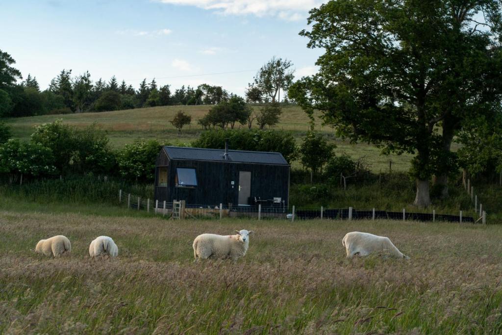 a group of sheep grazing in a field with a cabin at Castor in Abergele