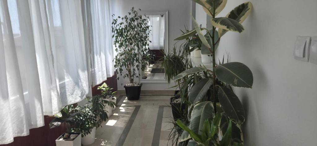 Apartman Linda 1