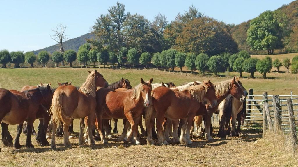 Posada de Roncesvalles Booking}
