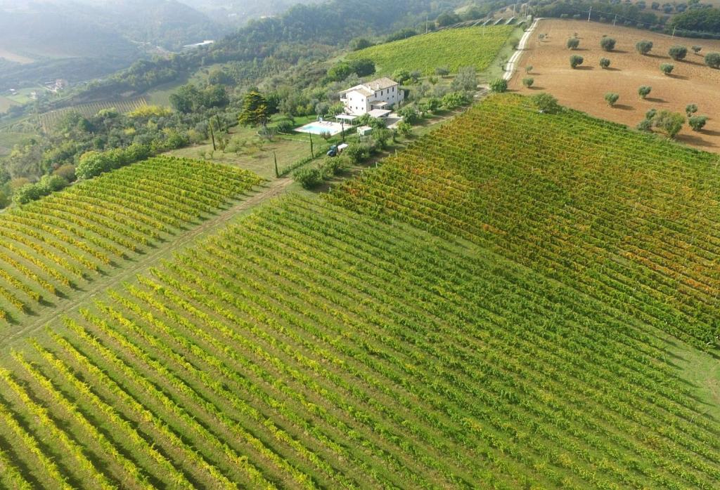 an aerial view of a vineyard with a house on a hill at Villa Marchetti in Cupra Marittima