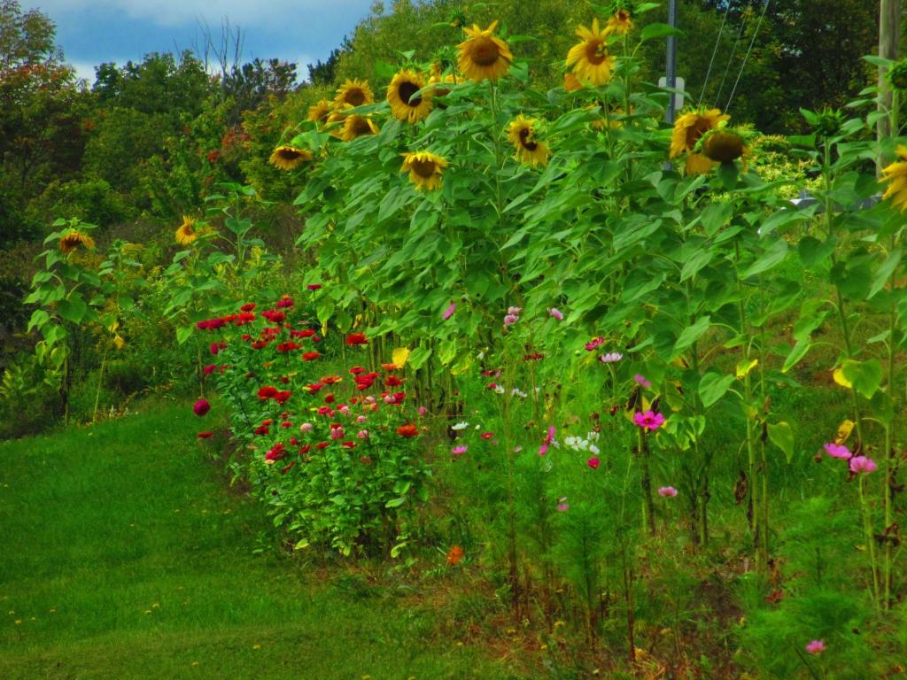Zahrada ubytování Georgian Garden