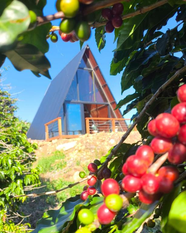 a house on top of a hill with a bunch of fruit at Paradise In Coffee in Socorro