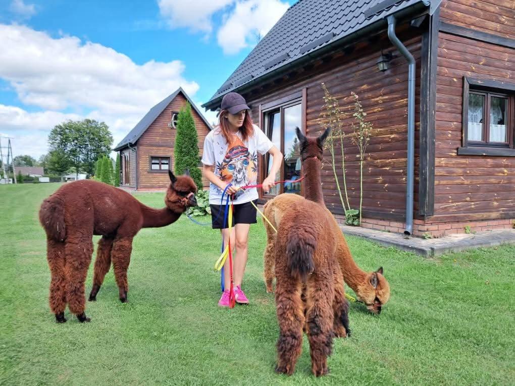 a woman standing in a yard with two llamas at Domki nad Szelągiem in Kątno