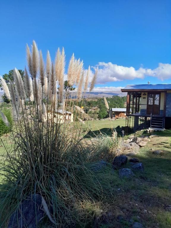 a house with tall grass in front of it at Cabañas Agalma in Villa Yacanto