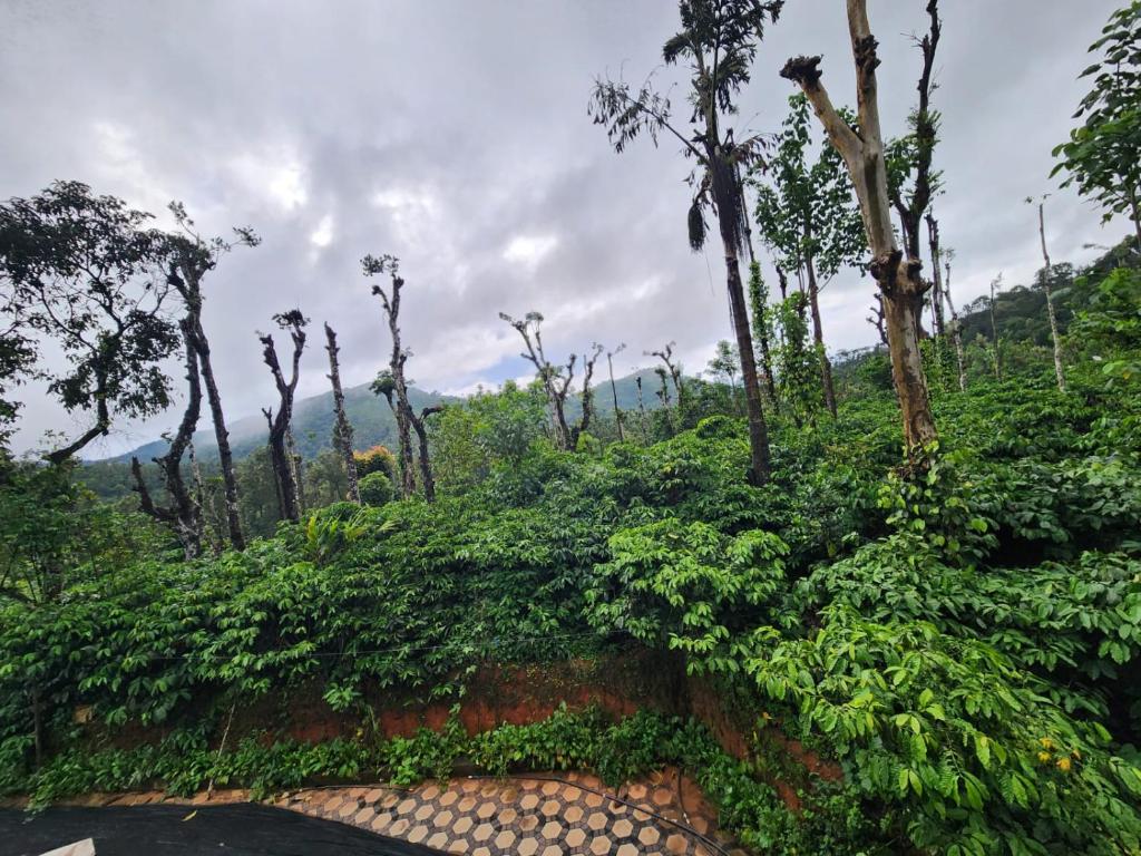 a wall covered in green plants and trees at Shrunga Shreni Homestay - Near Bandaje trek and falls in Kalasa