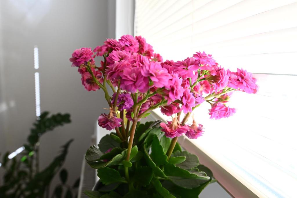 a vase filled with pink flowers in a window at Sowa Rigpa apartmán in Gerlachov