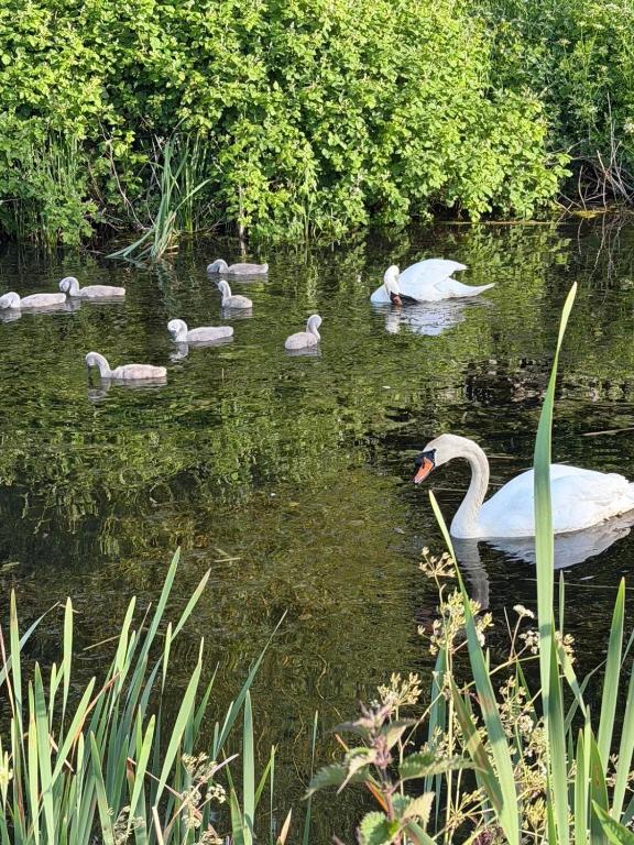a group of swans swimming in the water at The Wicket Cottage in Burlescombe