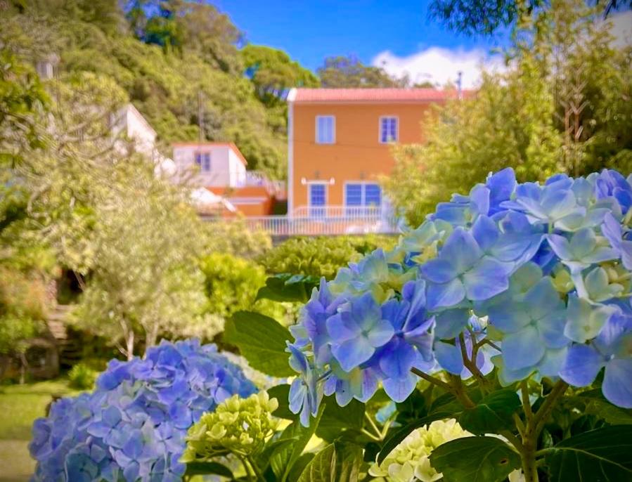 a bunch of blue flowers in front of a house at Casa dos Castanheiros Angra do Heroismo in Terra Chã