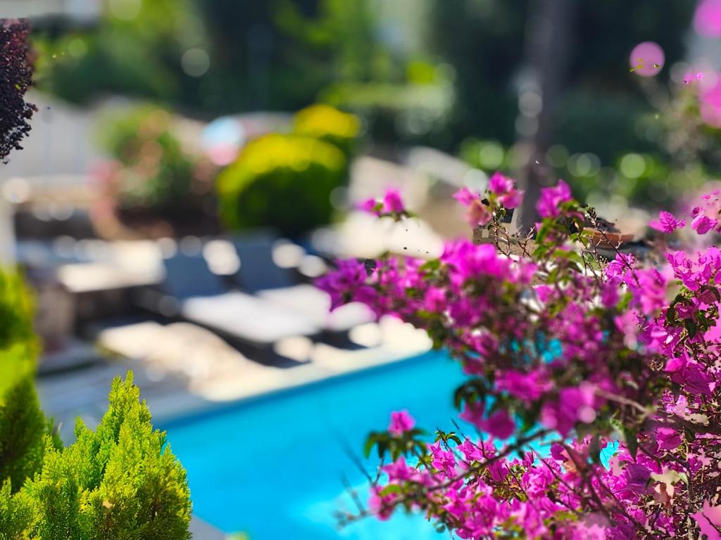 a group of purple flowers next to a swimming pool at Apulia Time in Bari