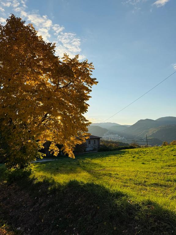 a tree in a field with a house in the background at Dimora Gubbiano in Cascia