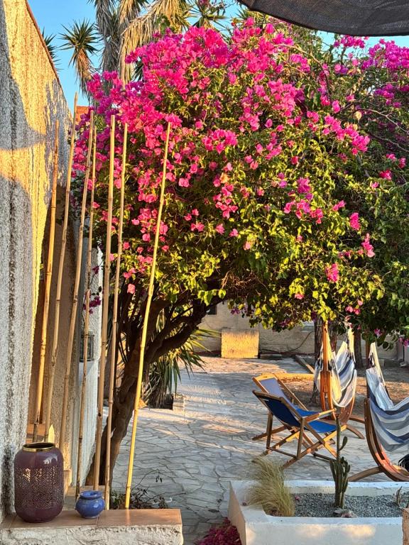 a flowering tree with pink flowers next to a chair at 7Olives Emerald Boutique Apartment in Kastraki