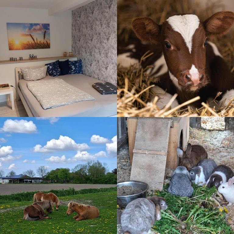 a collage of pictures of animals in a room at Das Zimmer - Bauernhof-Nordsee-Urlaub in Norderfriedrichskoog