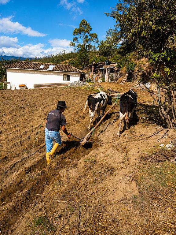 a man is plowing a field with two cows at Loma Wasi, Experiencia Rural Kichwa in Cotacachi