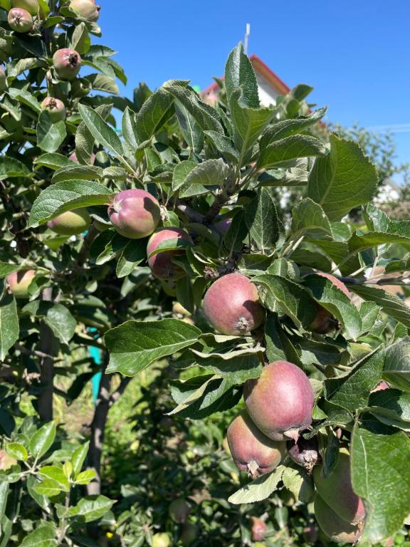 an apple tree with lots of apples on it at Kutbi Guest House in Bokonbayevo