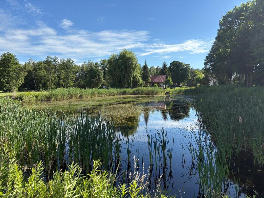 Ein Teich mit hohem Gras und ein Haus im Hintergrund in der Unterkunft Farma Leśna in Grabie Polskie