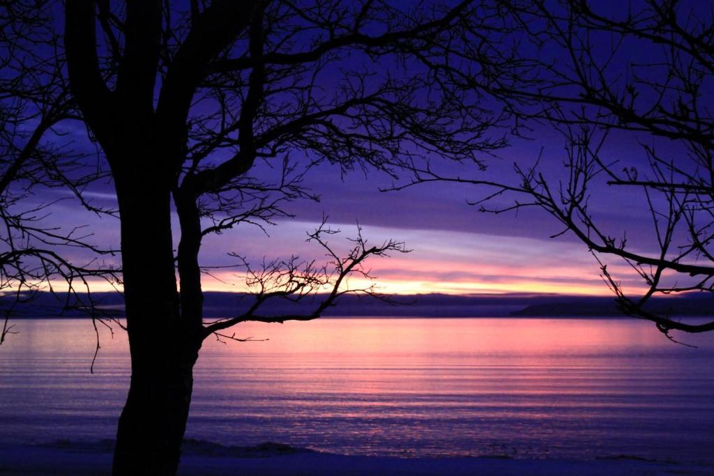 a sunset over the water with a tree in the foreground at Kríukot íbúð in Hólmavík