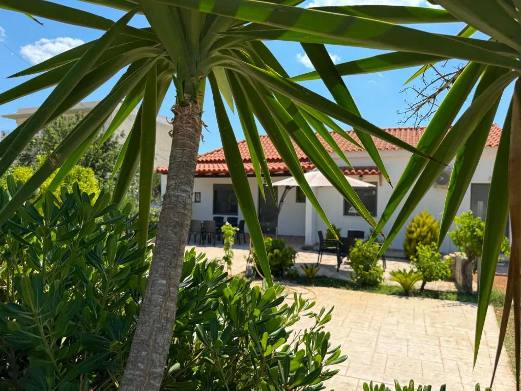 a view of a house from behind a palm tree at Calliopi's studio in Plytra
