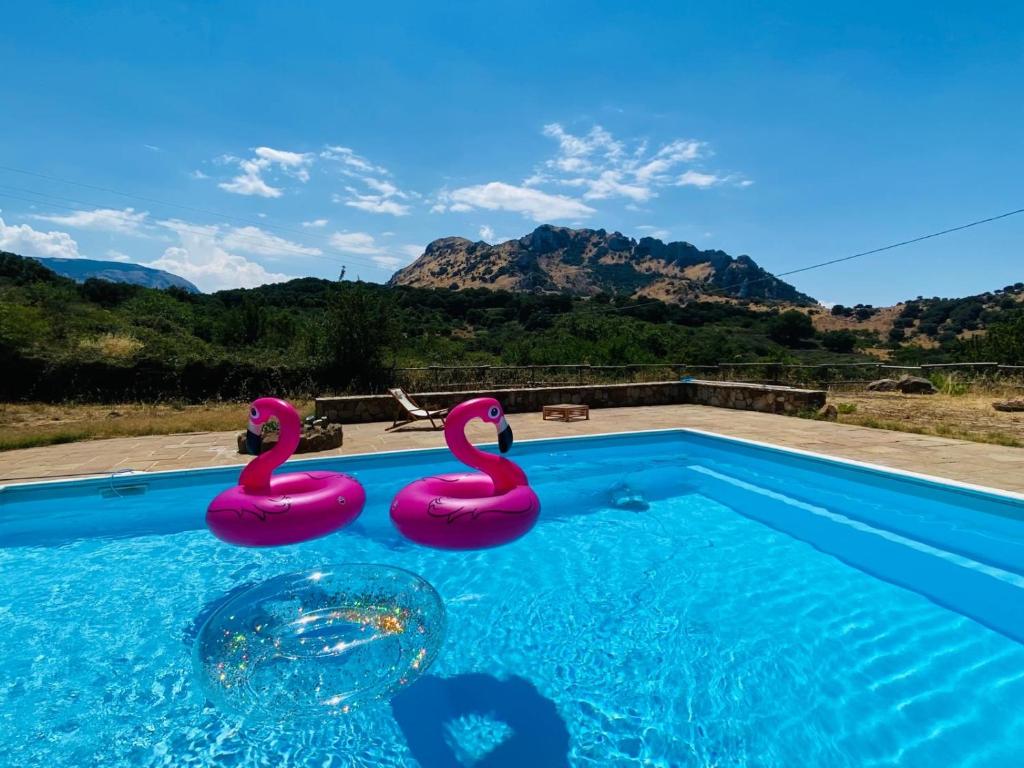 two pink flamingos sitting in a swimming pool at Casa Fochita in Gratteri