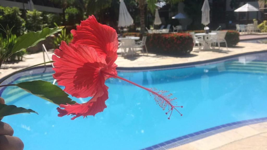 a red flower is on the side of a swimming pool at Residence em Muro Alto Porto de Galinhas in Porto De Galinhas