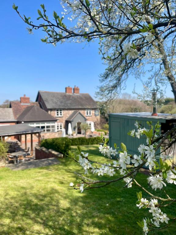 a yard with a house and a tree with white flowers at The Baiting House in Upper Sapey