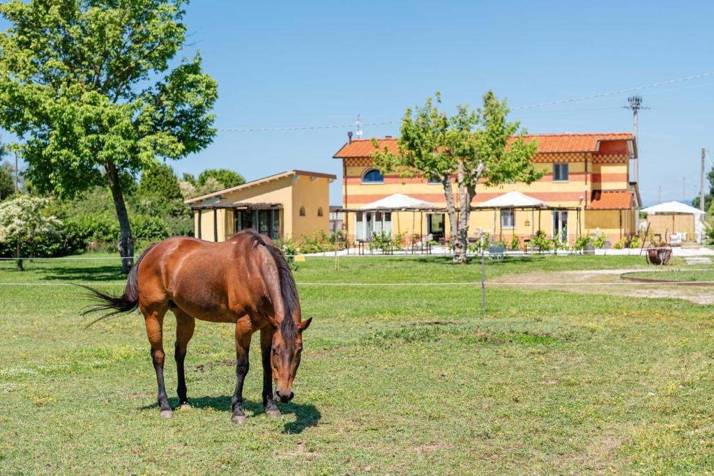 a horse grazing in a field in front of a house at Podere il Cavallo Blu in Le Focette