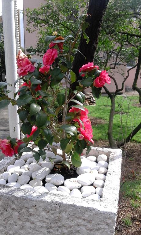 Apartments Budva Center 2 - 13